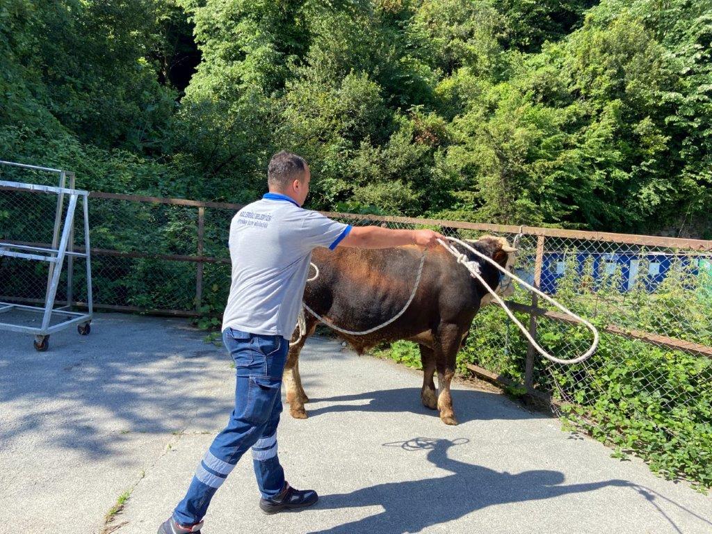 KURBAN PAZARI DENETLENDİ, KURBAN YAKALAMA TİMİ KURULDU